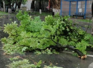 Îngrozitor! O femeie a decedat după ce un copac a căzut peste ea